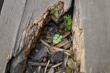 wooden fence