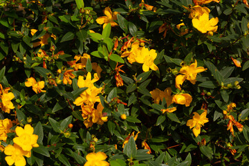 Un buisson de fleurs jaunes au soleil avec ses feuilles vertes