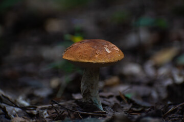 A boletus in the forest in summer