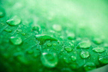 Macro image of raindrops on green leaves blur background. Front view of water drops on green leaf after rain. Drops on leaf in raining day. The design concept for a green background.