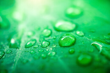 Front view of water drops on green leaf after rain. Drops on leaf in raining day. The design...
