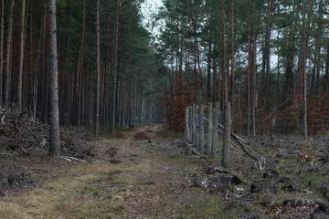 path through forest near cutted tree trunks