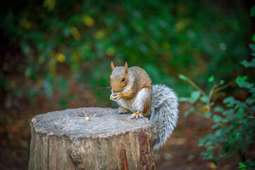 squirrel eating nut