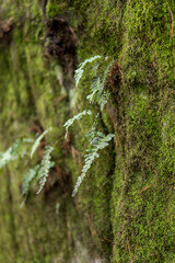 fern growing on a sandstone rock