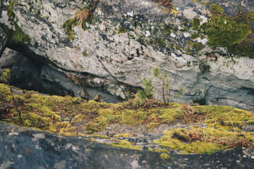close up of sandstone rocks covered with green moss and lichens during fall season