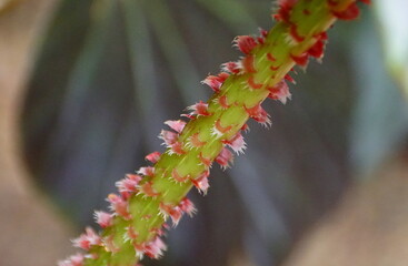 The hairy red stem of Rhizomatous Begonia plant