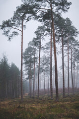 Fototapeta na wymiar foggy landscape with pine forest