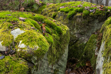 close up of sandstone rocks covered with green moss and lichens during fall season