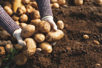Hand harvesting potato at field  - obrazy, fototapety, plakaty