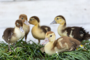 little ducklings on grass