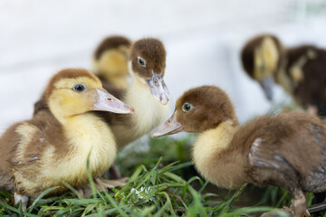 little ducklings on grass