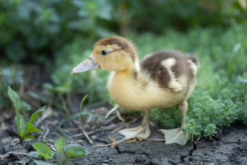 little ducklings on grass