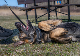 A happy and playful four months old German Shepherd puppy laying on his back in green grass. Working line breed