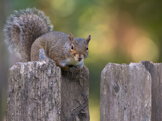 A squirrel sits on a wooden fence and looks at the camera.