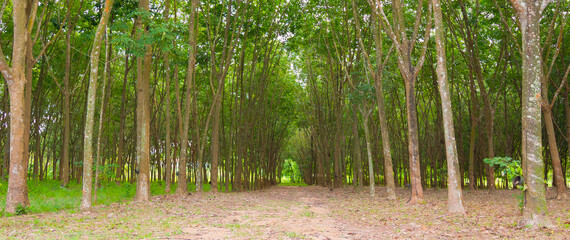 Perspective and panoramic view of beautiful natural tunnel of many rubber trees in rows under sunlight in summer time shows attractive path for walking and travelling in rural green forest.