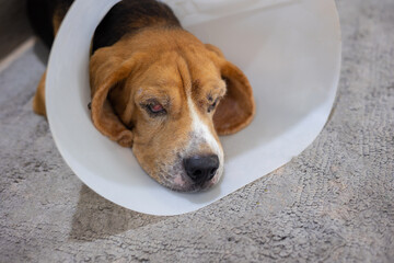 Close up and selective focus shot of ill and old beagle dog with plastic cone collar to protect scratching and lay down on fabric mat on the house for resting shows adorable and sad moment of pet.