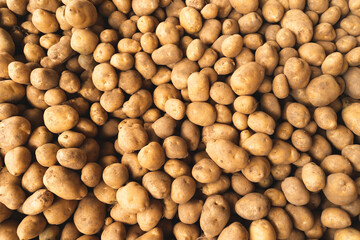 Fresh Raw Potato full frame