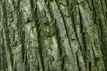 Closeup Tree Bark Texture For Background , Old Wood Tree background surface natural pattern