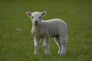Naklejka na ściany i meble Lamb in the field