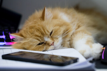 Persian kitten cat sleep over black keyboard and papers on wooden working table in the home office on monday morning. 