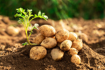 potato on field 