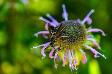 A wasp on a flower eats a caught insect