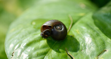 Close up of a small garden snail lying on the leaf in the garden.