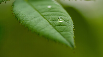 drop on leaf