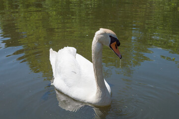Obraz premium Cygne blanc sur l'eau