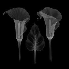 transparent floral calla lilies black and white illustration hand drawn isolated on black background, chalk board, x-ray leaves pistils, stamens, botanical drawing of floral structure