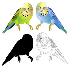 Green and blue parakeets , Budgerigar, home pet ,  or budgie or shell parakeet outline and silhouette    watercolor vintage vector illustration  editable hand draw