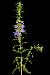 Flowering twig of Moldavian dragonhead,  lat. Dracocephalum moldavica, isolated on black background