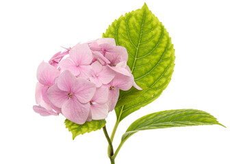 Inflorescence of the tenderly pink flowers of hydrangea, isolated on white background