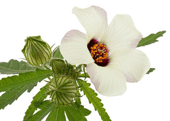 Flower of annual hibiscus, isolated on white background