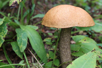 mushrooms in the forest