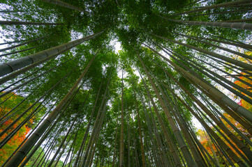 Obraz na płótnie Canvas Bamboo grove, bamboo forest at Arashiyama in Kyoto, Japan