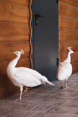two beautiful white peacocks are walking on the floor