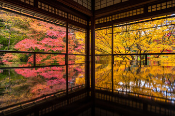 Tranquil scene of Autumn trees 
 in Japanese garden reflects on the floor in Kyoto, Japan
