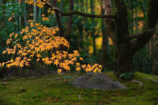 Beautiful Autumn colorful Japanese garden in Kyoto, Japan