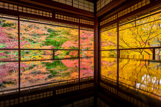 Tranquil scene of Autumn trees in Japanese garden reflects on the floor in Kyoto, Japan © structuresxx