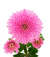  Flowers of chrysanthemum.