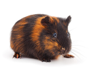 Guinea pig isolated.