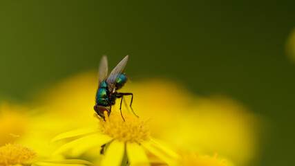 fly on flower