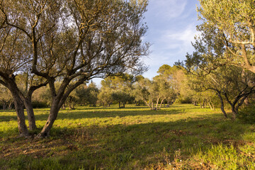 Plantation d'Oliviers, Var, Provence-Alpes-C&ocirc;te d&rsquo;Azur, France