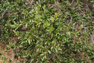 Close up shot of tree lea