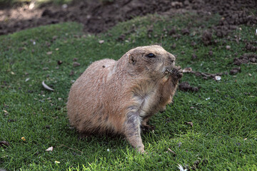 Perrito de la pradera (Cynomys)