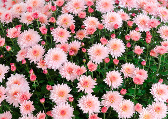  Flowers of chrysanthemum.