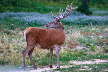 Naklejka na ściany i meble Young male deer in the flowery meadow. Adult male deer eats grass in the flowery meadow.