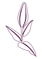 Illustration of stylized lily flower. Decorative image of beautiful bud.