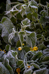 Frosty Nettles on a Cold Winters Morning